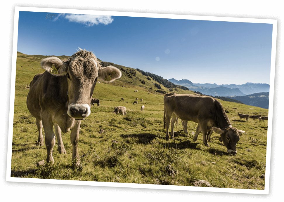 Milchkühe | Imlig Käserei Oberriet AG